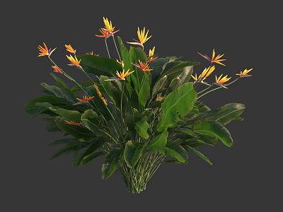 Bouquet of Tropical Flowers with Yellow Orange Blooms and Large Green Leaves 3d model