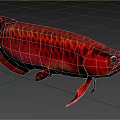 Close Up View Of Vibrant Red Arowana Fish With Shiny Scales As Aquatic Animal