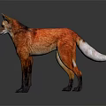 Red Fox 3D Character Model With White Tail Tip Standing On Dark Background 3d model