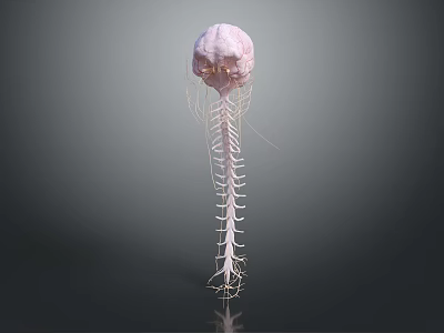 3D Human Head Organ Anatomical Model With Detailed Spine Structure 3d model