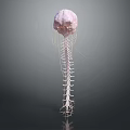 3D Human Head Organ Anatomical Model With Detailed Spine Structure 3d model