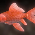 Red Goldfish with Large Fins Flowing Tail and Orange Red Body in Dark Background