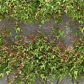 Lush Green Plant Wall with Diverse Foliage and Vibrant Leaves for Natural Decoration