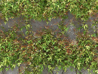 Modern Plant Wall Climbing Vines on the Wall 3d model