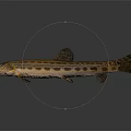 Brown Spotted Aquatic Fish With Elongated Body And Fins On Blue Background