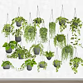 Multiple Hanging Green Plants with Lush Leaves on White Wall in Dark Pots