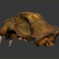 Detailed Animal Skull Fossil With Brown Texture And Canine Teeth Structure