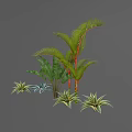Various Green Plants With Different Leaf Shapes Including Fern Palm And Succulent Types