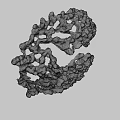 Detailed Green Branched Coral Like Biological Structure Against Black Background