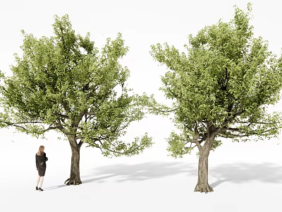 Tall Trees With Green Leaves And Branches Next To A Standing Woman 3d model