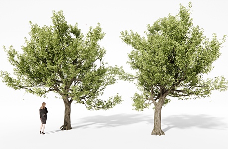 Landscape Trees Street Trees Garden Trees Big Trees 3d model