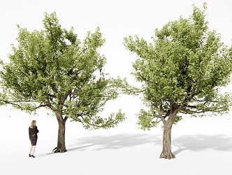 Landscape Trees Street Trees Garden Trees Big Trees 3d model