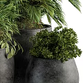 Lush Green Plants In Multiple Black Pots With Large Leaves And Bushy Foliage
