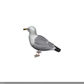 White Seagull With Grey Wings Standing In Natural Posture And Detailed Feathers