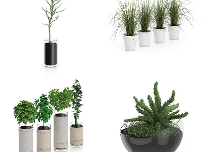 Stylish Bonsai Potted Plants In Various Shaped Pots With Green Leaves 3d model