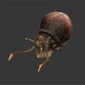 A textured brown beetle with long antennae and shiny shell on dark background