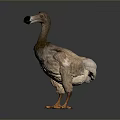 Ostrich 3D Render With Long Neck Black Beak Brown Feathers And Yellow Claws
