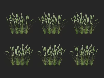 Six Clusters of Green Grass Plants with Long Leaves and White Spikelets Against Black Background 3d model
