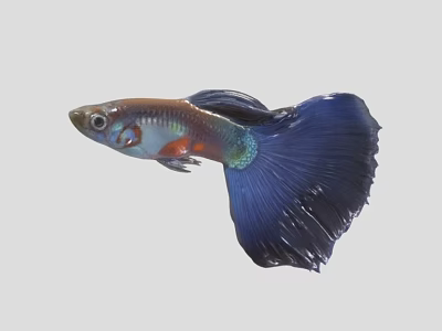 Colorful Guppy Fish With Vibrant Blue Fancy Tail And Metallic Body 3d model