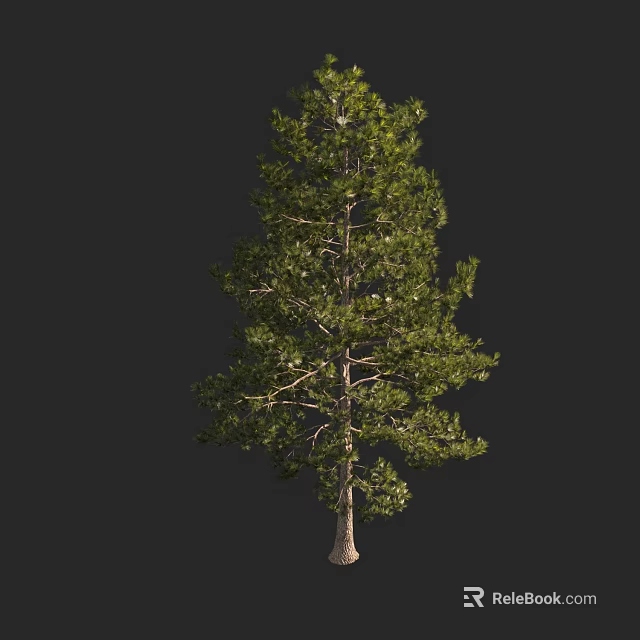 Tall Tree With Lush Green Foliage And Straight Trunk Isolated On Dark Background 3d model 