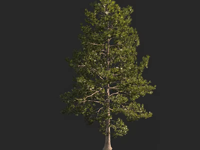 Tall Tree With Lush Green Foliage And Straight Trunk Isolated On Dark Background 3d model
