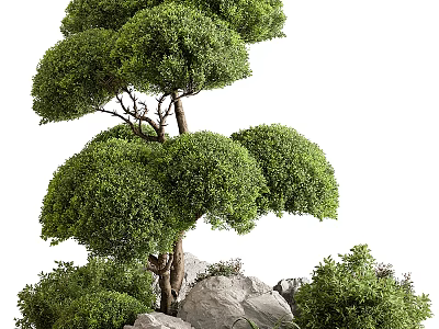 Beautiful Artistic Bonsai Plant with Lush Green Canopy Strong Trunk and Stones 3d model