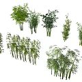 Various Bamboo Plants with Lush Green Leaves for Natural Garden Decoration