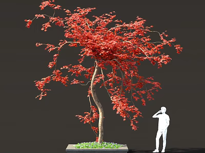Vibrant Red Leaved Tree With Square Planter Base And Green Grass Near White Silhouette Figure 3d model