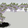 Lush Wisteria Vine With Hanging Purple Flowers Forming Arch Over Green Grass