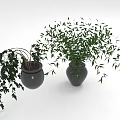 Indoor Decorative Plants In Black Vases With Hanging And Lush Green Leaves