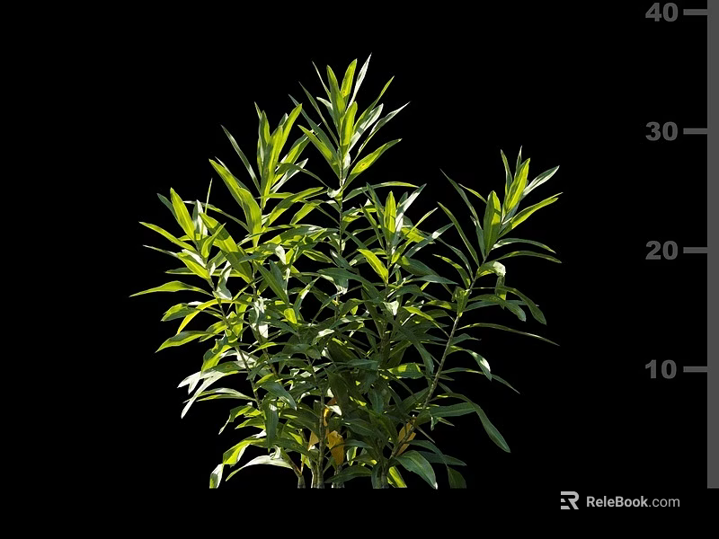 Lush Green Shrub With Vibrant Healthy Leaves And Height Measurement Scale 3d model 