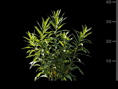 Lush Green Shrub With Vibrant Healthy Leaves And Height Measurement Scale 3d model
