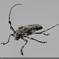Longhorn Beetle With Long Antennae And Spotted Body On Dark Background