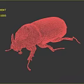 Horned Shiny Dark Purple Beetle With Red Accents On Gray Background
