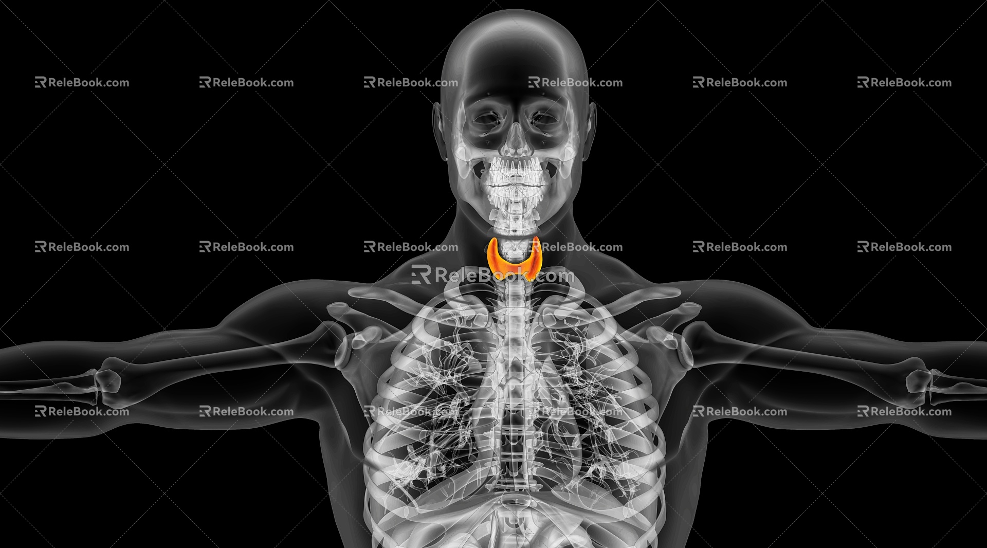 Modern Light Human Thyroid 3d model