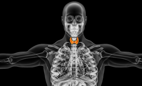 Modern Light Human Thyroid 3d model