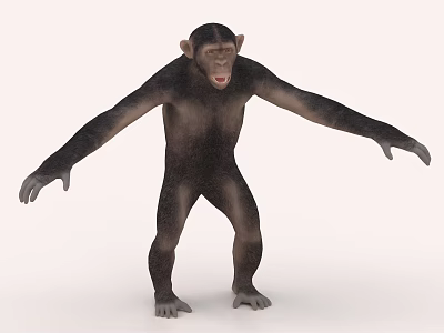 Realistic Standing Chimpanzee 3D Model With Open Arms And Natural Pose 3d model