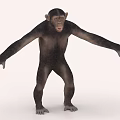 Realistic Standing Chimpanzee 3D Model With Open Arms And Natural Pose 3d model