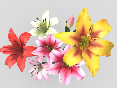 Colorful Lily Flowers Red White Pink Yellow Blooming Fresh Beautiful Garden Plants 3d model