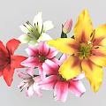 Colorful Lily Flowers Red White Pink Yellow Blooming Fresh Beautiful Garden Plants