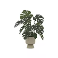 Monstera Potted Plant With Large Green Split Leaves In White Ceramic Pot For Indoor Decor
