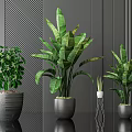 Potted Bonsai Plants With Green Leaves Various Sizes Modern Pots Dark Background Indoor Decor