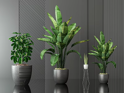 Potted Bonsai Plants With Green Leaves Various Sizes Modern Pots Dark Background Indoor Decor 3d model