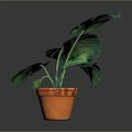 Vibrant Monstera Plant With Green Leaves In Orange Pot For Indoor Decor