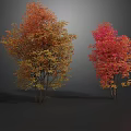 Vibrant Deciduous Trees with Orange Red Yellow and Bright Red Leaves on Gray Background