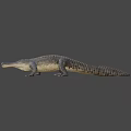 Realistic 3D Crocodile Model With Detailed Skin Texture And Lifelike Pose