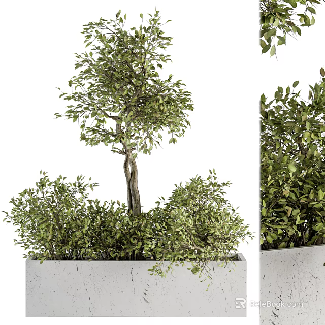 Lush Green Bonsai Tree In White Rectangular Pot With Dense Foliage And Tall Trunk 3d model 