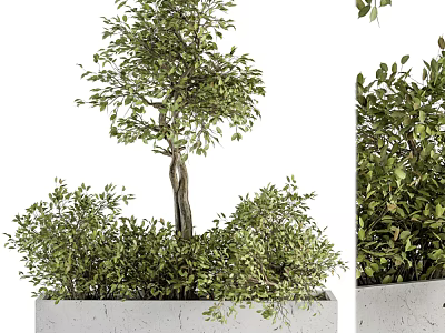 Lush Green Bonsai Tree In White Rectangular Pot With Dense Foliage And Tall Trunk 3d model