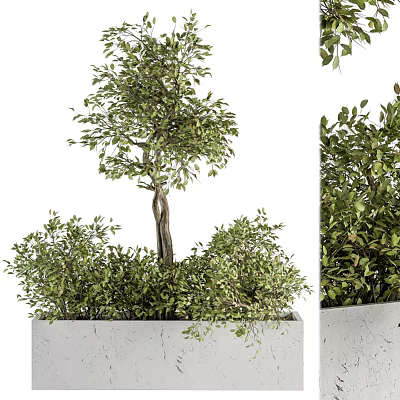 Lush Green Bonsai Tree In White Rectangular Pot With Dense Foliage And Tall Trunk 3d model