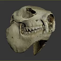 Detailed Animal Skull Specimen With Visible Teeth And Eye Sockets On Gray Background